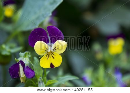 Purple And Yellow Violet Flower