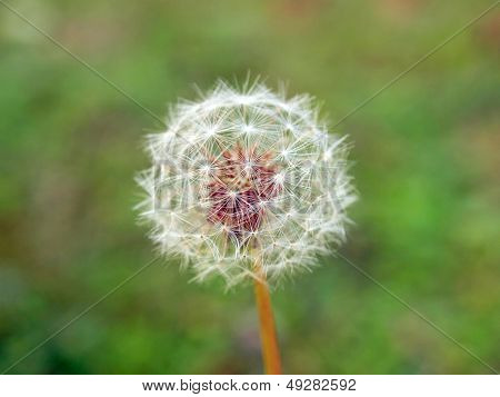 Dandelion