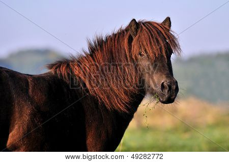 pony