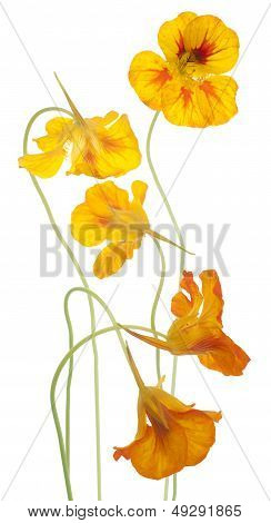 Nasturtium