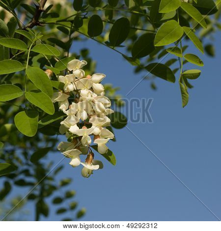 Flowering Black Locust Tree