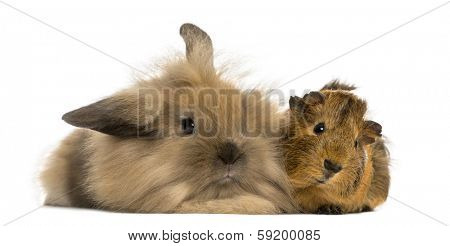 Angora rabbit and Guinea pig, isolated on white