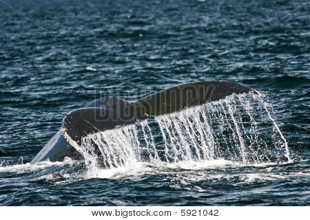 Humpback Whale Tail