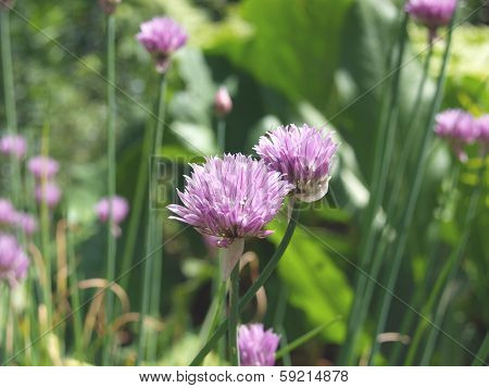 Alium purple onion flower on a green background. summer blooms