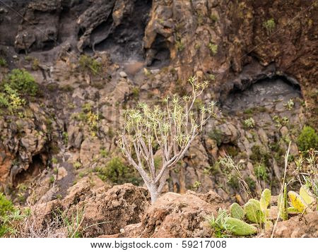 Volcanic Gorge