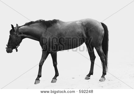 Pferd