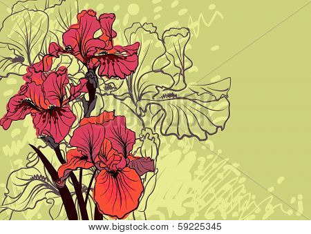 Vector decorative designs of iris flowers