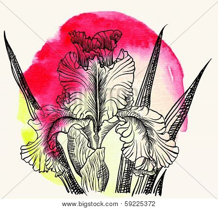 Vector decorative designs of iris flowers