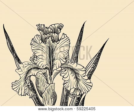 Vector decorative designs of iris flowers