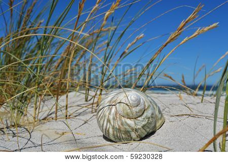 Sea Shell