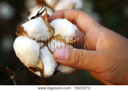 Récolte de coton