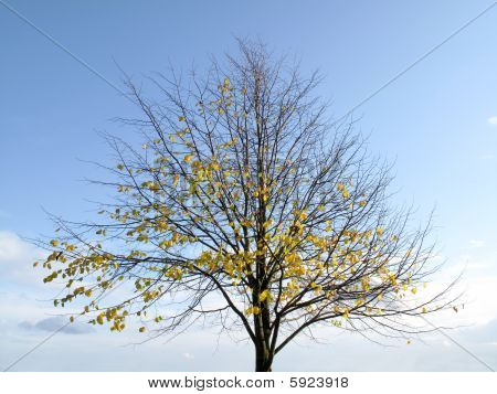 Herfst boom