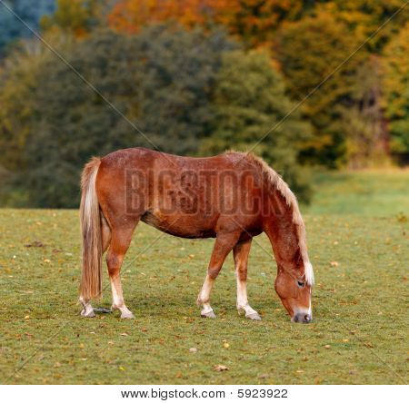 Paard
