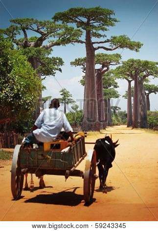 Zebu cart on a dry road leading through baobab alley. Madagascar. Focus on trees, cart is blurred