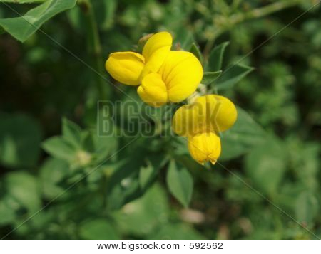 사나운 노란 꽃