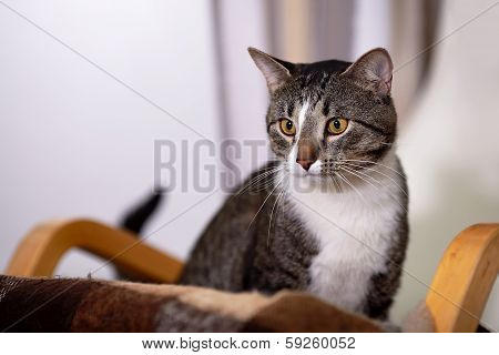 Portrait Of A Gray Yellow-eyed Cat.