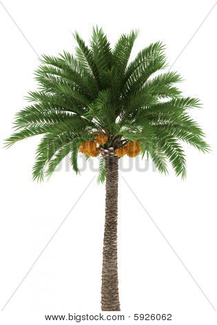 Palm tree isolata on white background
