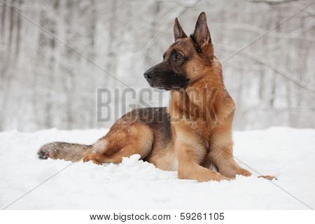 Beautiful Shepherd Lying On The White Snow