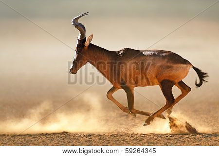 Red hartebeest running in dust - Alcelaphus caama -  Kalahari desert -  South Africa