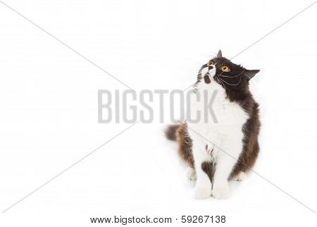 Persian Cat