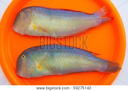 Fish Xyrichthys novacula also called Raor pearly razorfish or cleaver wrasse