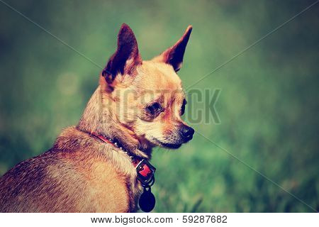 a tiny chihuahua gazing off while sitting outside in the grass done with a vintage retro instagram filter