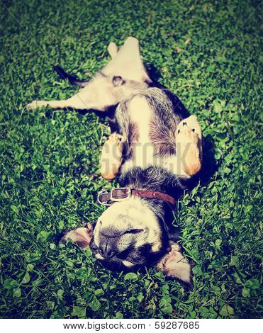 a chihuahua rolling in the grass done with a vintage retro instagram filter