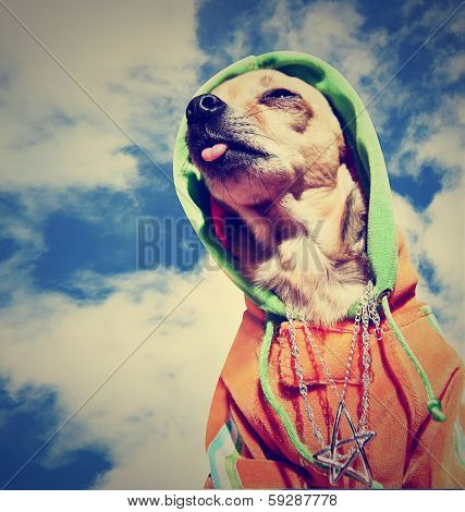 a chihuahua with a lot of bling on done with a vintage retro instagram filter