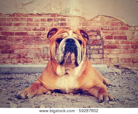 a bulldog in an alley with a brick wall done with a vintage retro instagram filter