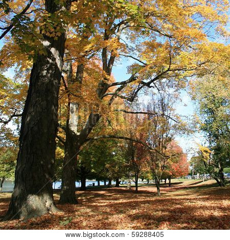 Brookline Autumn Foliage
