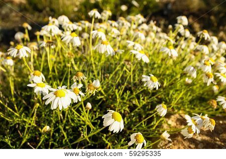 Camomilla Daisy Flowers