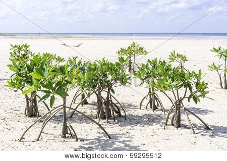 Young Mangroves