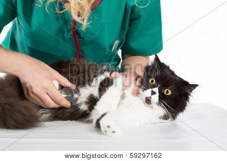 Veterinary with kitten