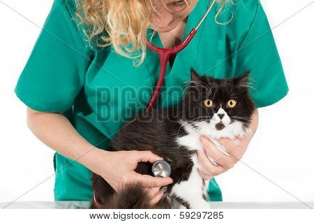 Veterinary with kitten