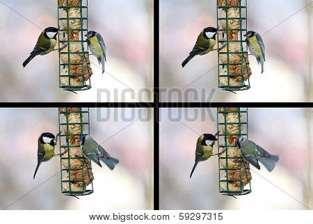 Conflict Between Blue And Great Tit