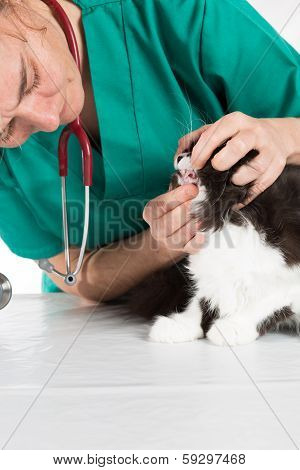 Veterinary with kitten