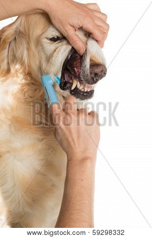 Veterinary Consultation
