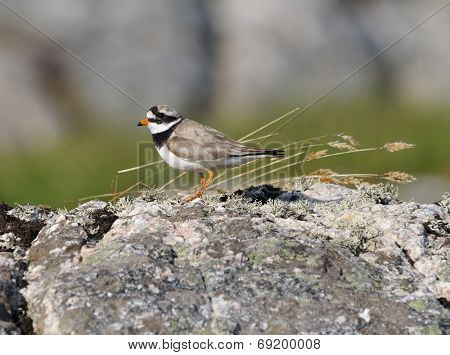Ringed Plover