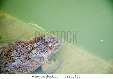 Close Up Of A Toad In The Pond