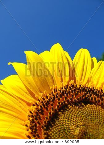 floareasoarelui1