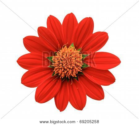 Red Flower - Chrysanthemum