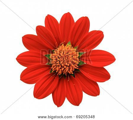 Red Flower - Chrysanthemum
