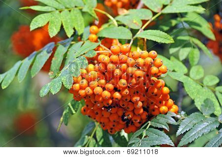 Rowan berries, Mountain ash (Sorbus)