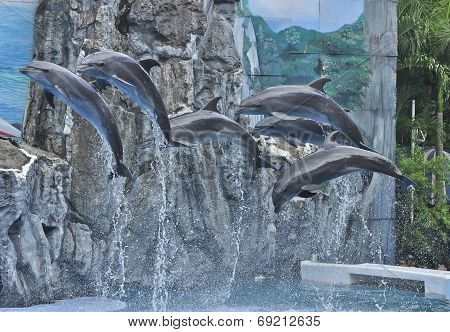 Dophin Show