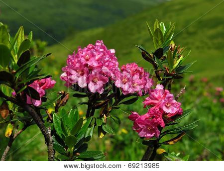 Alpenrosen