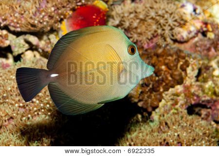 Scopas Tang In Aquarium