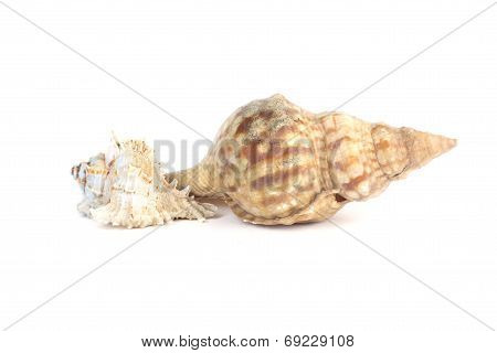 Two Seashels Isolated On White Background