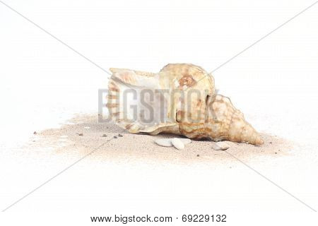 Seashell On Sand Isolated On White Background