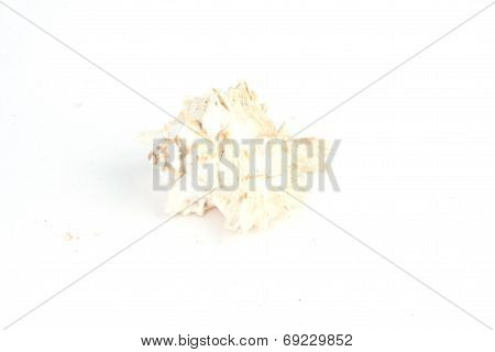 Seashell Isolated On White Background