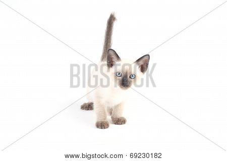 Baby A Thai Kitten Is A Traditional Or Old-style Siamese Kitten